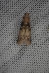 Euzophera pinguis