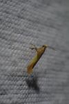 Caloptilia