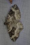 Epirrhoe alternata