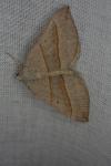 Scotopteryx luridata