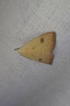 Rivula sericealis