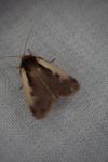 Ochropleura plecta