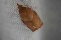 Pandemis heparana