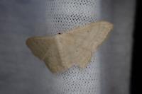 Idaea straminata