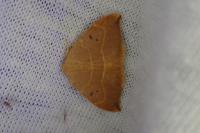 Watsonalla binaria