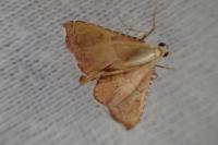 Endotricha flammealis