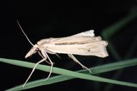 Ancylolomia tentaculella