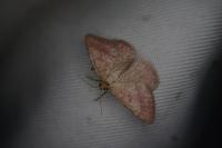 Aplasta ononaria