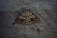 Pseudoterpna coronillaria