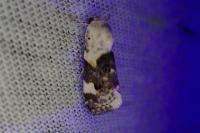 Acontia lucida