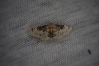 Idaea filicata
