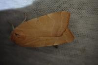 Noctua tirrenica