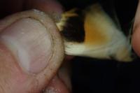 Noctua tirrenica