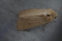 Mythimna vitellina