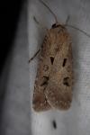 Agrotis exclamationis