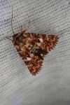 Anarta myrtilli