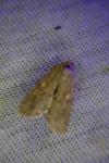 Spodoptera exigua