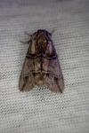 Drymonia velitaris