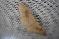 Idaea degeneraria