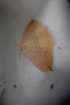 Watsonalla uncinula