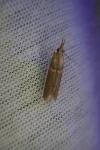 Etiella zinckenella