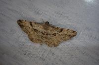Peribatodes rhomboidaria