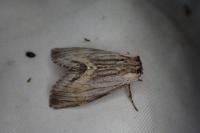 Harpyia milhauseri