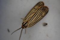 Spiris striata