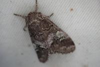 Drymonia querna