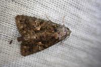 Aedia leucomelas