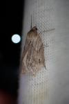 Pachycnemia hippocastanaria