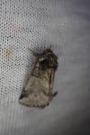Thaumetopoea processionea