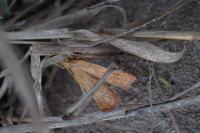 Antigastra catalaunalis
