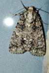 Acronicta rumicis