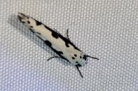 Ethmia bipunctella