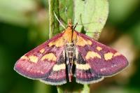 Pyrausta purpuralis