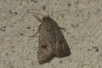 Caradrina kadenii