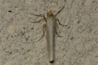 Eilema caniola