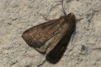 Xestia xanthographa