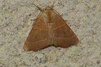 Atethmia centrago