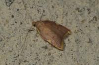 Carcina quercana