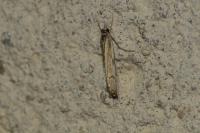 Agriphila