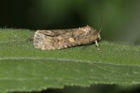 Spodoptera exigua