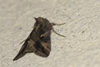 Autographa gamma