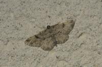 Peribatodes rhomboidaria