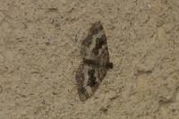 Epirrhoe alternata