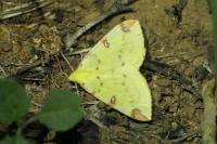 Opisthograptis luteolata