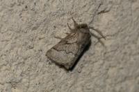 Trichiura crataegi