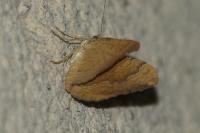 Camptogramma bilineata