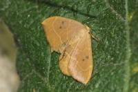 Watsonalla binaria